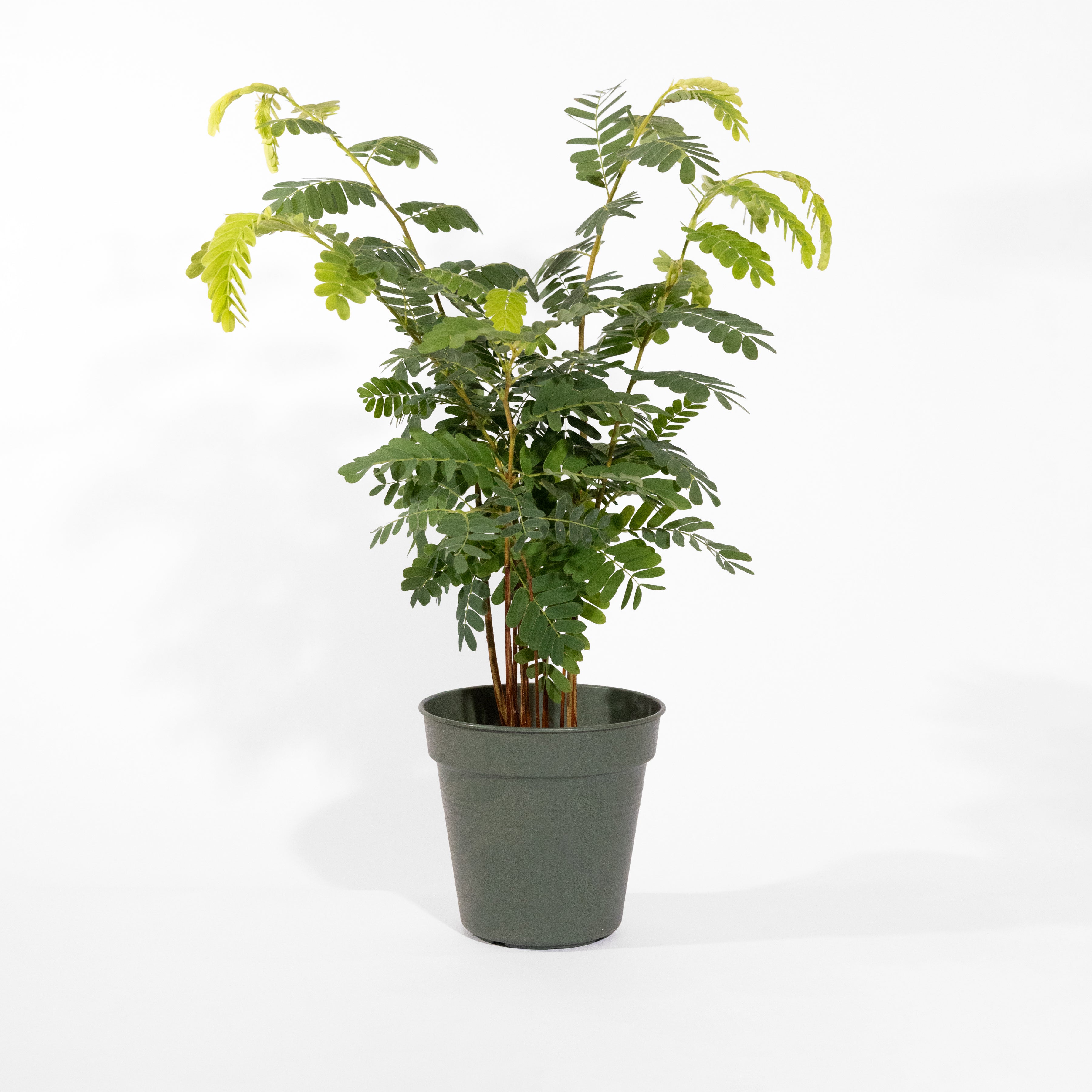 Acacia sensitiva o Mimosa pudica