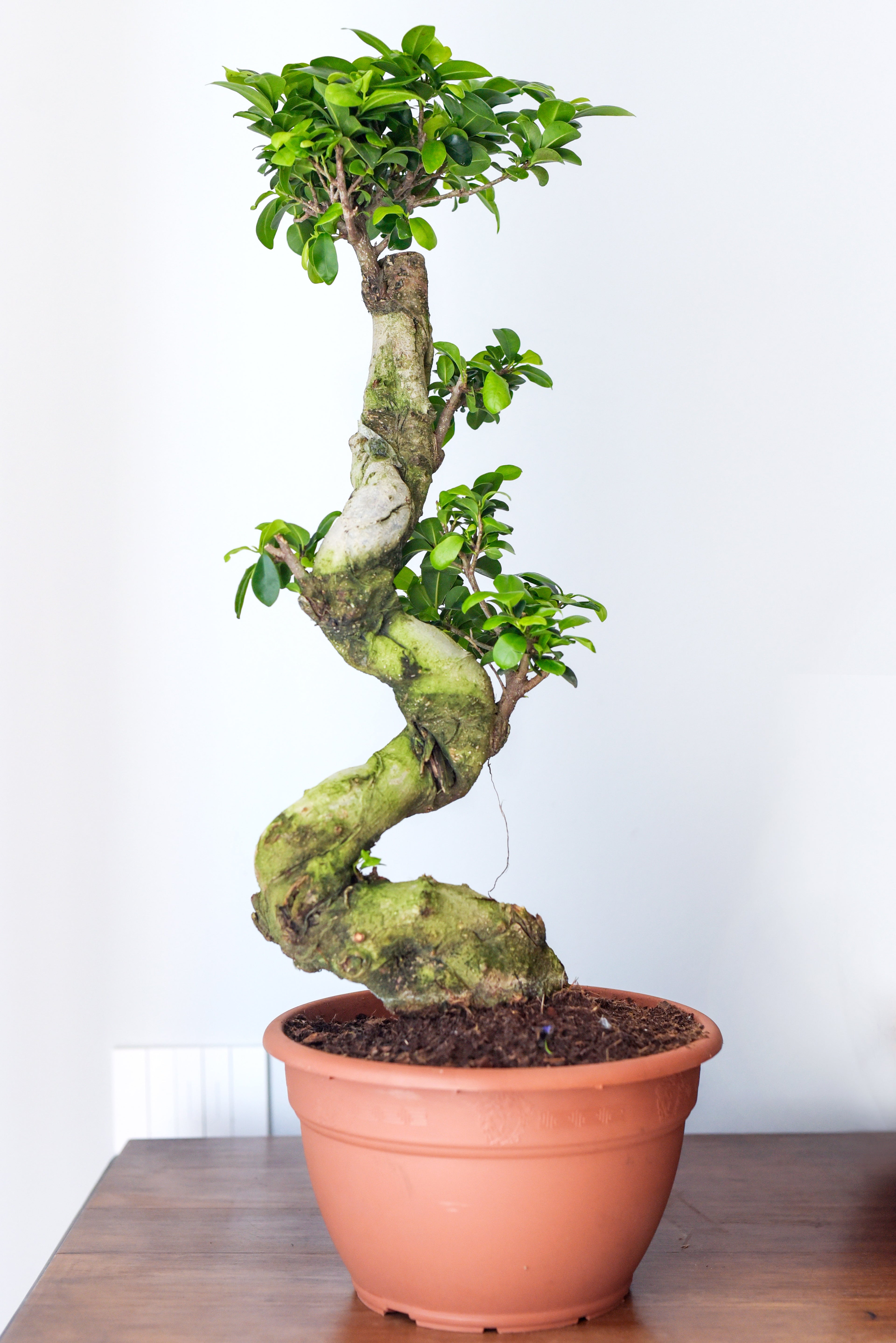Ficus Ginseng Microcarpa