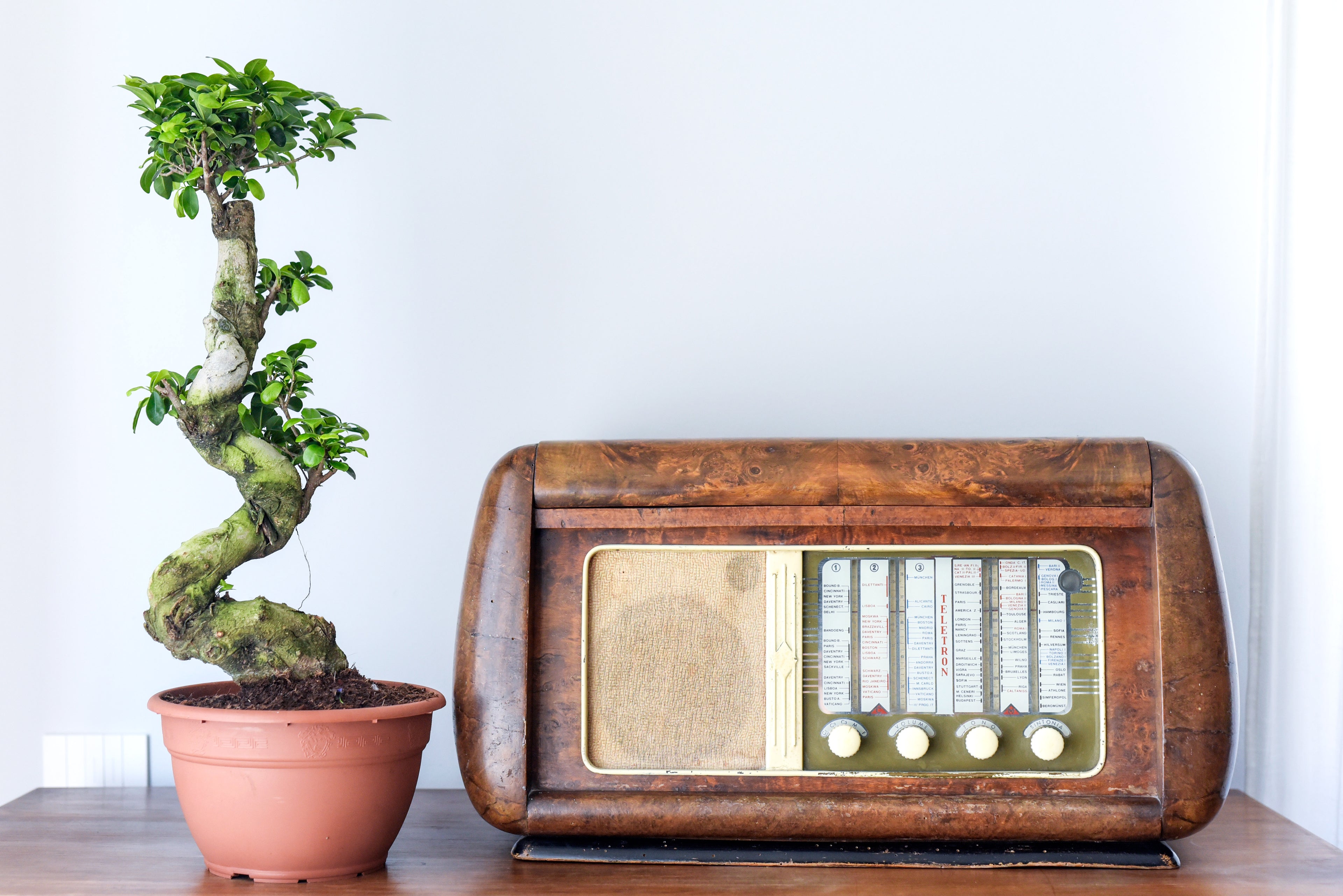 Ficus Ginseng Microcarpa