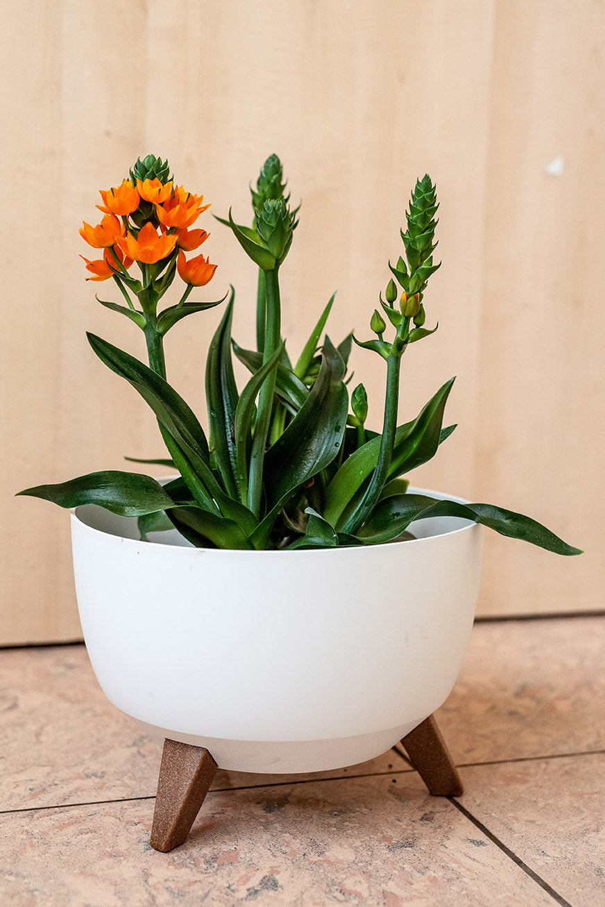 Ornithogalum