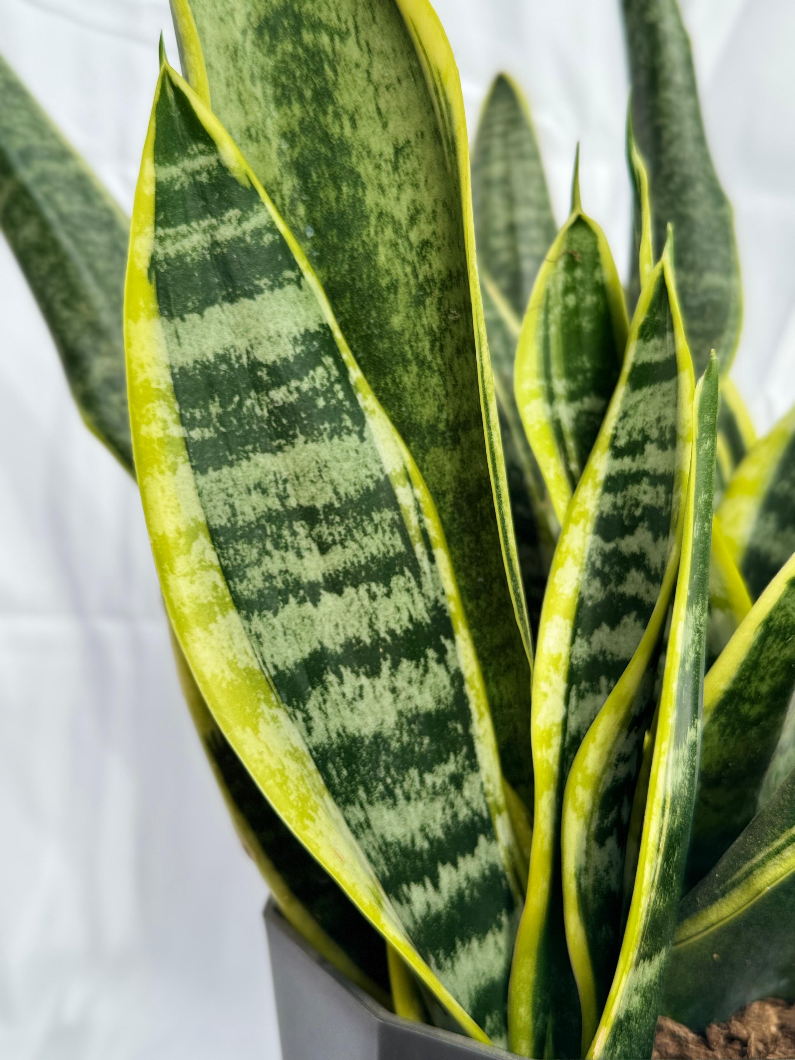 SanSeveria M