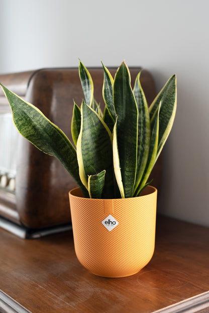 SanSeveria M