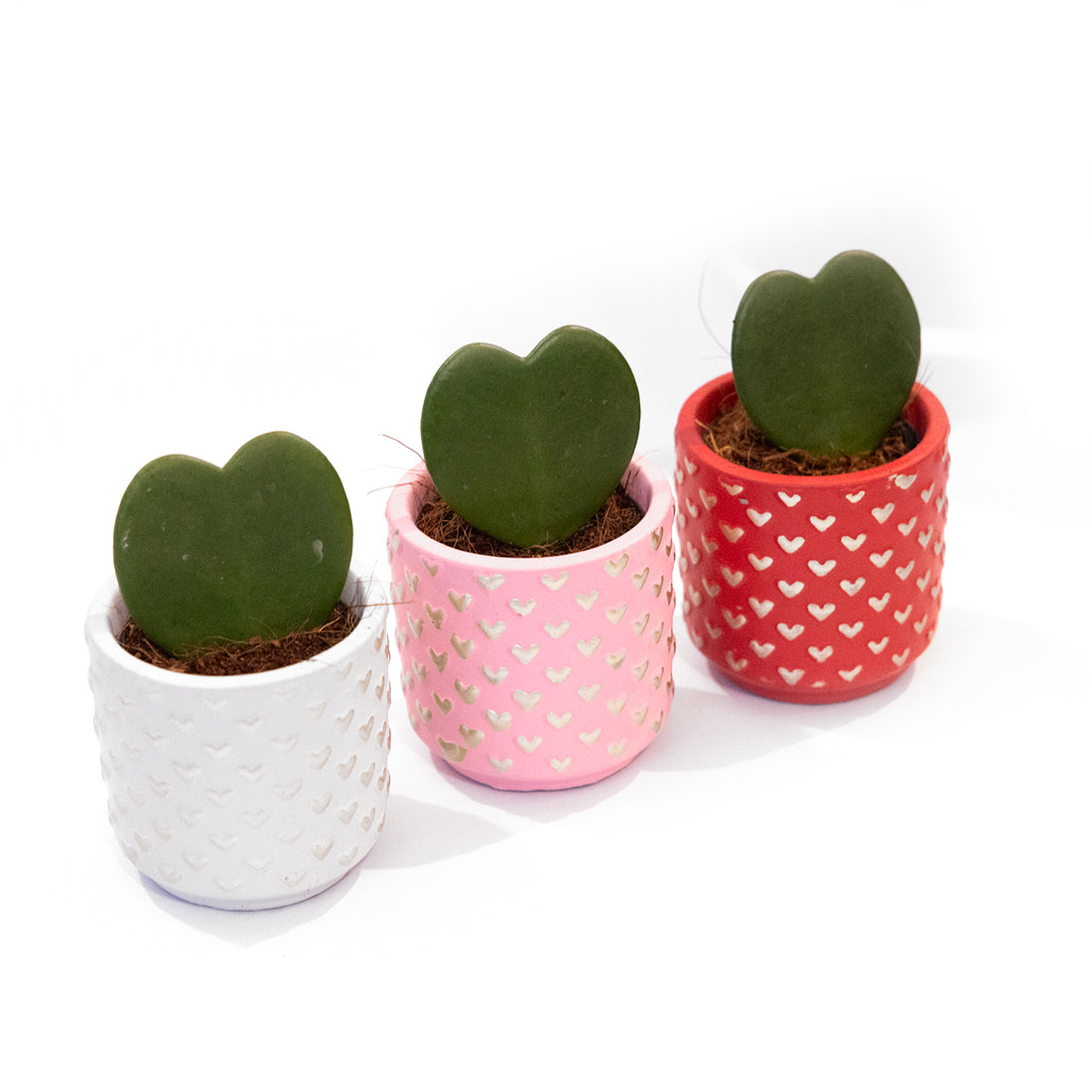 Hoya kerrii con vasetto