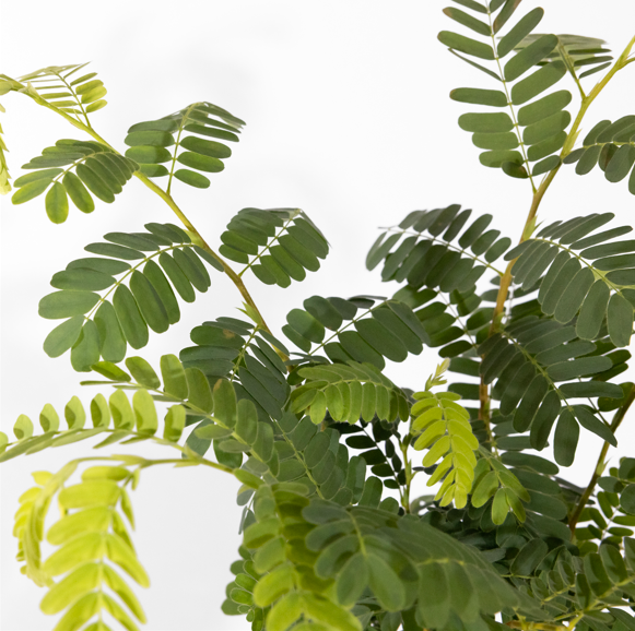 Acacia sensitiva o Mimosa pudica