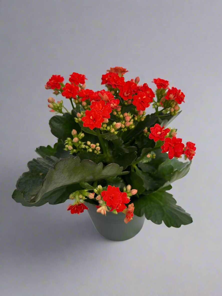 Kalanchoe