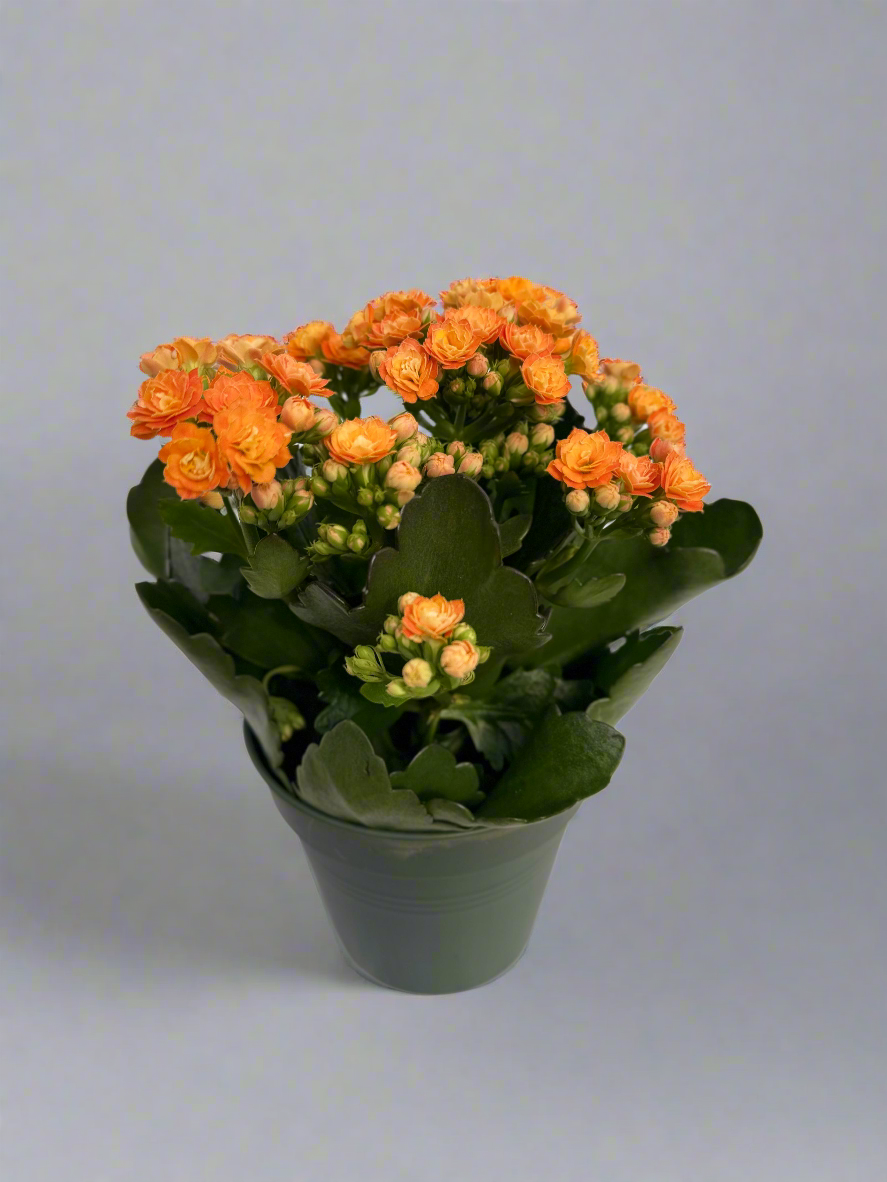 Kalanchoe