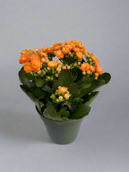 Kalanchoe