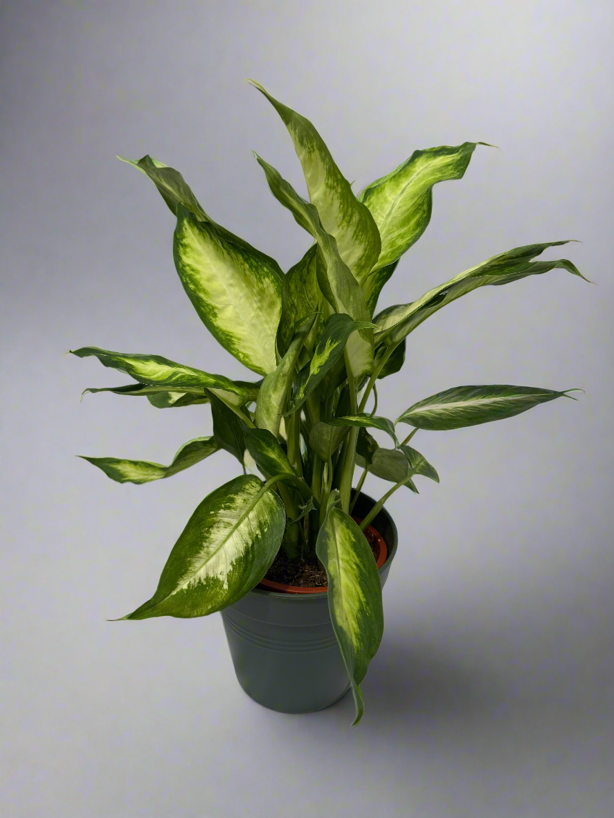 Dieffenbachia &quot;camille&quot;