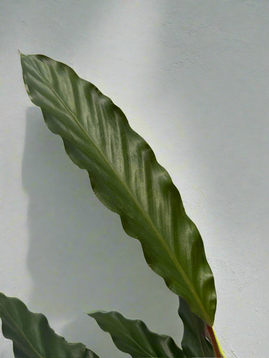 Calathea rufibarba XL