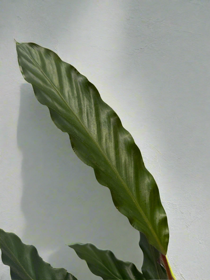 Calathea rufibarba XL