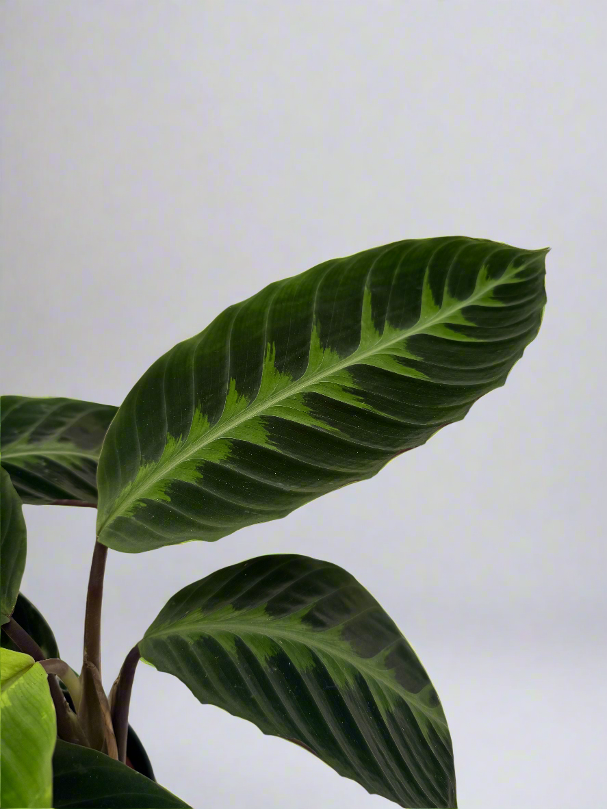Calathea warscewiczii XL