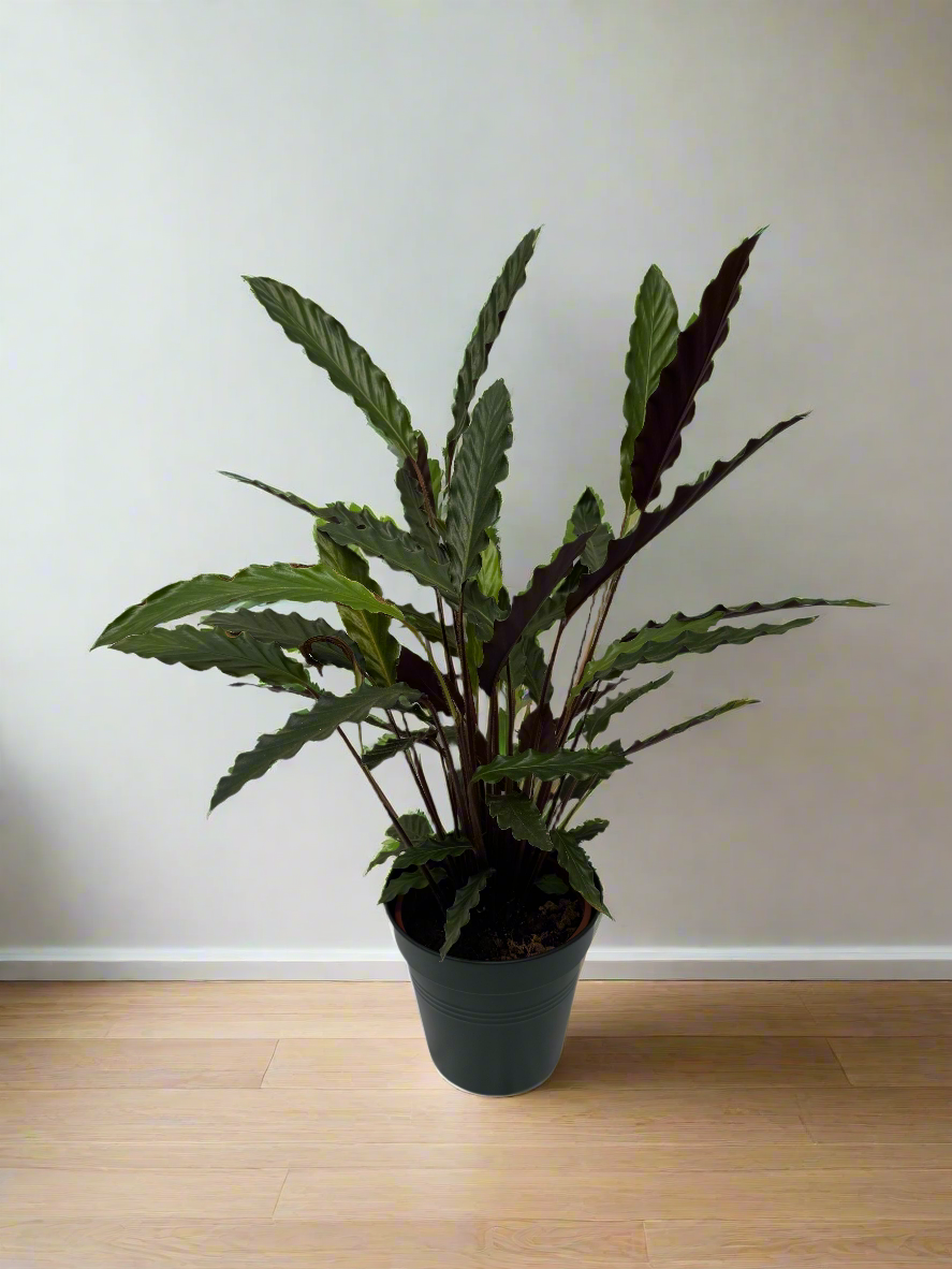 Calathea rufibarba XL