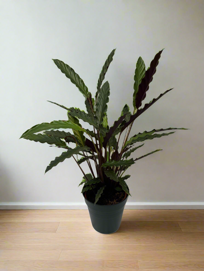 Calathea rufibarba XL
