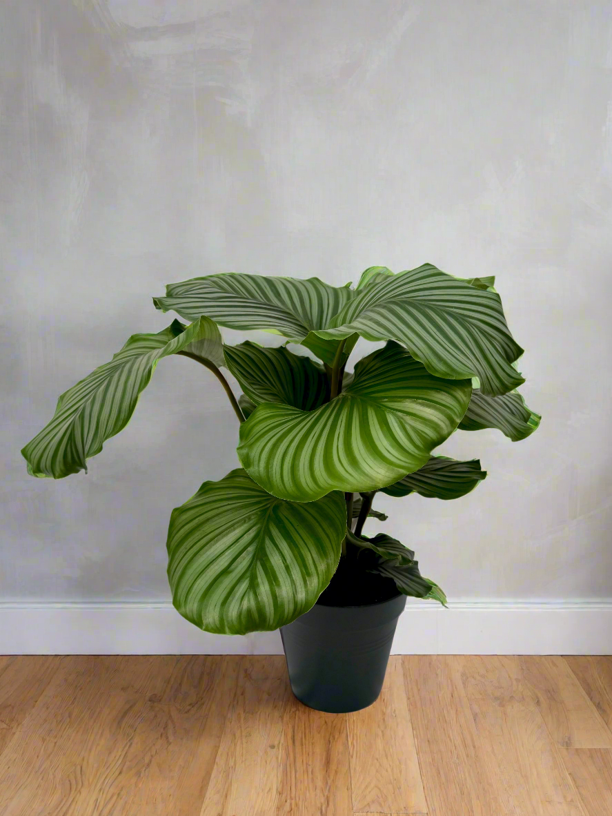 Calathea orbifolia