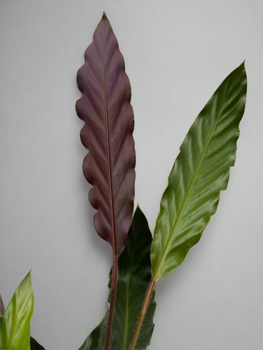 Calathea rufibarba XL