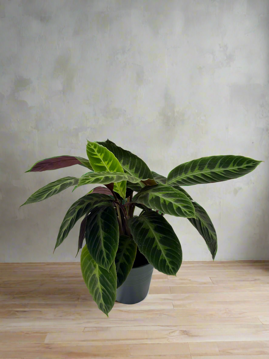 Calathea warscewiczii XL