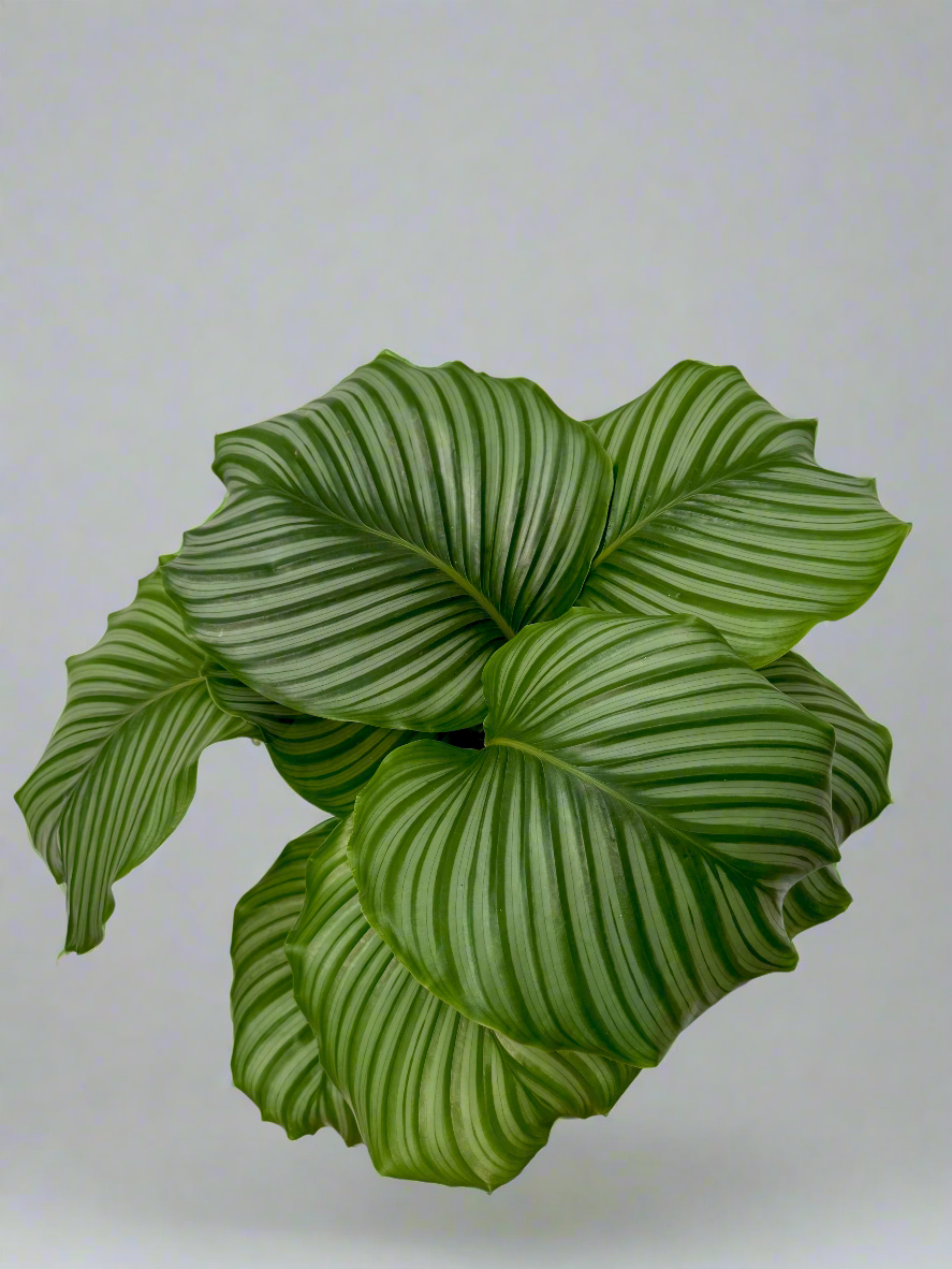 Calathea orbifolia