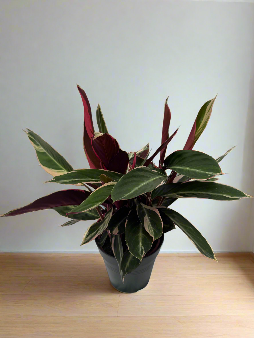 Calathea triostar XL