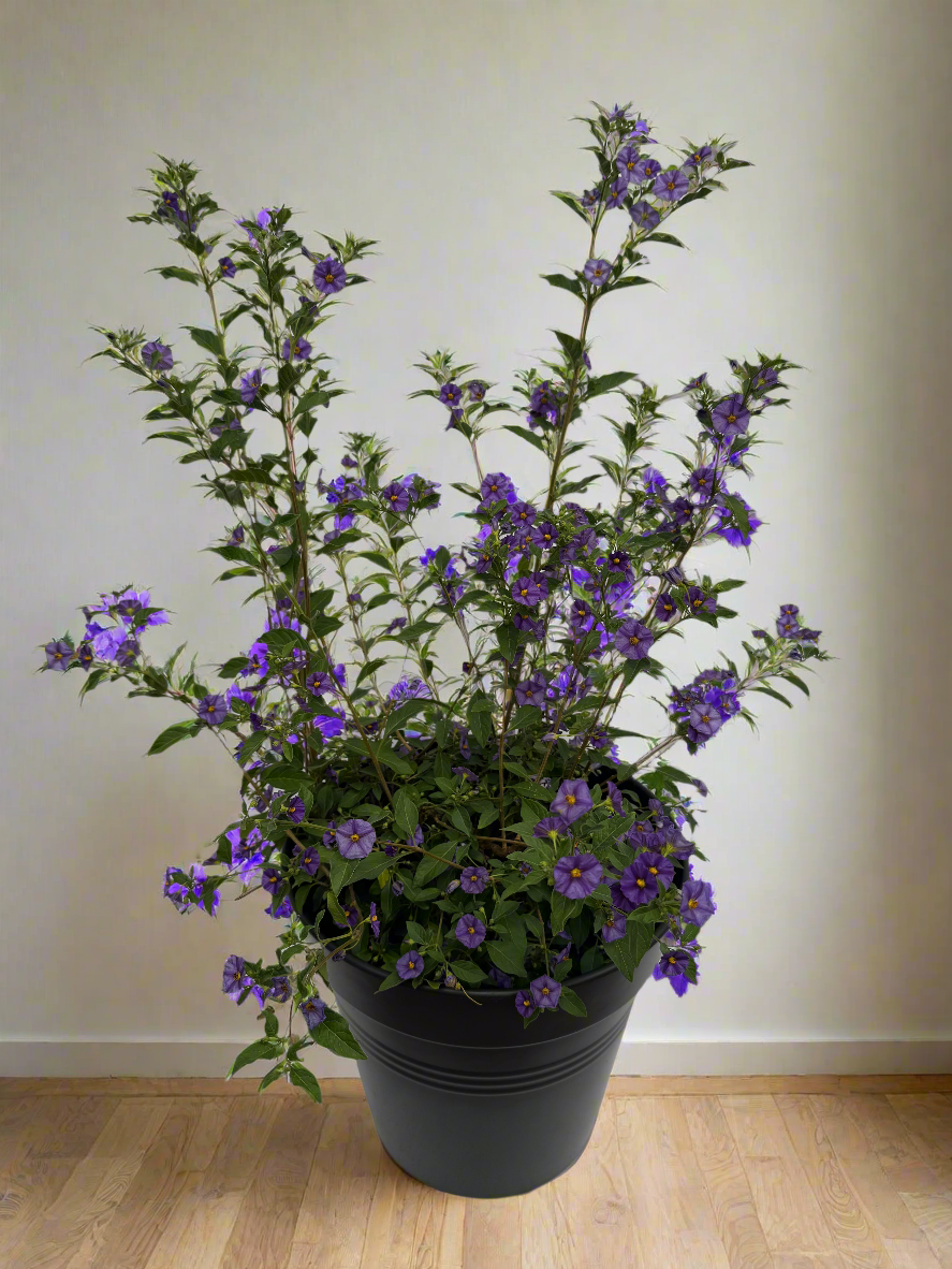 Solanum rantonetti