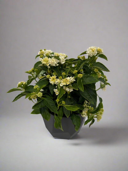 Lantana