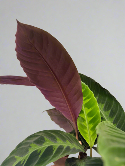 Calathea warscewiczii XL