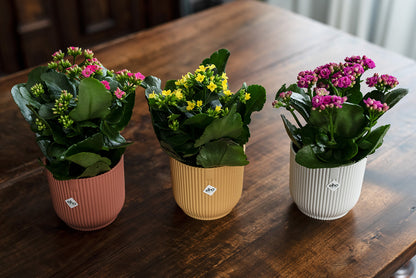 Kalanchoe
