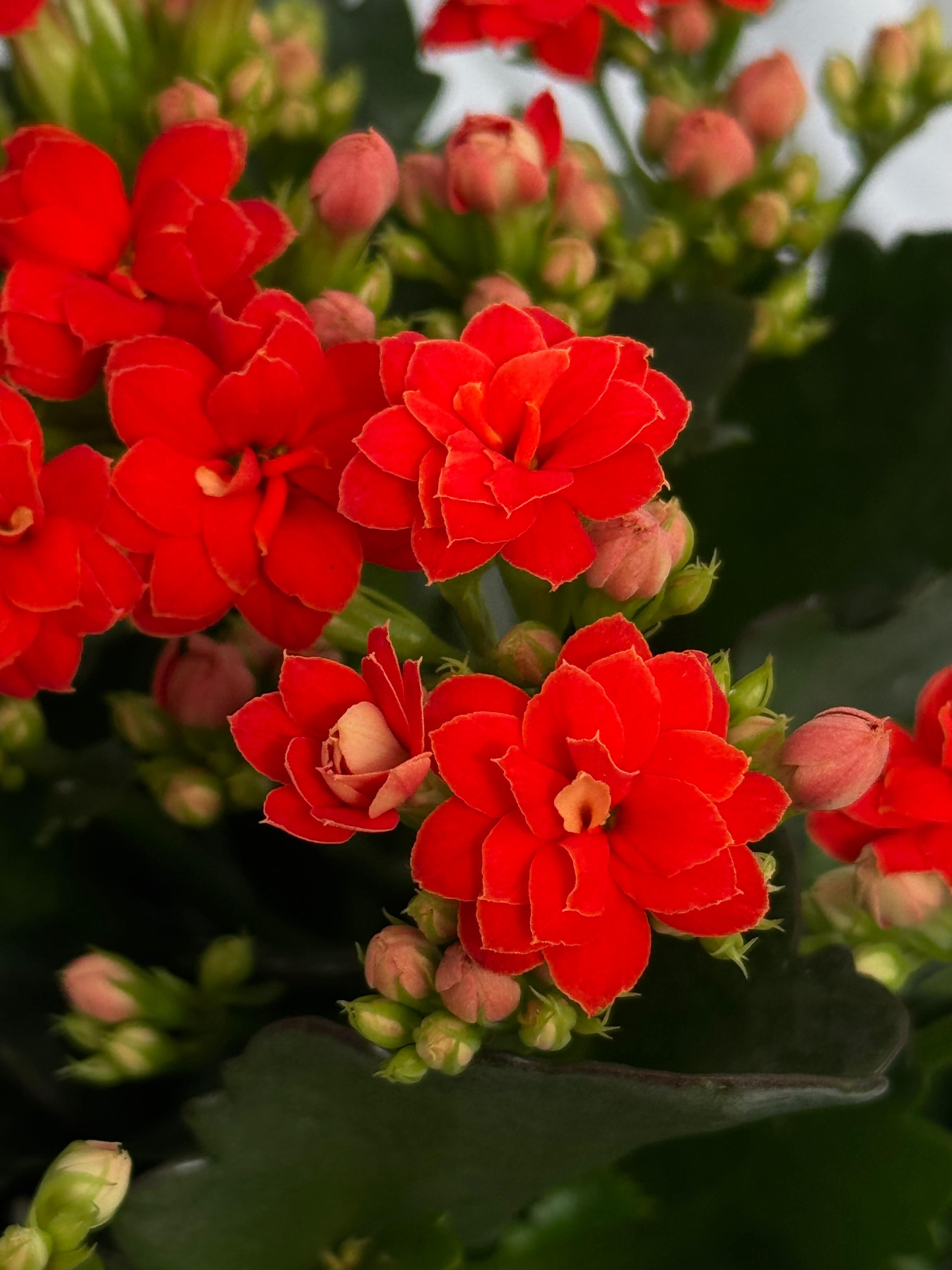 Kalanchoe