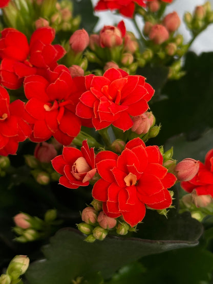 Kalanchoe