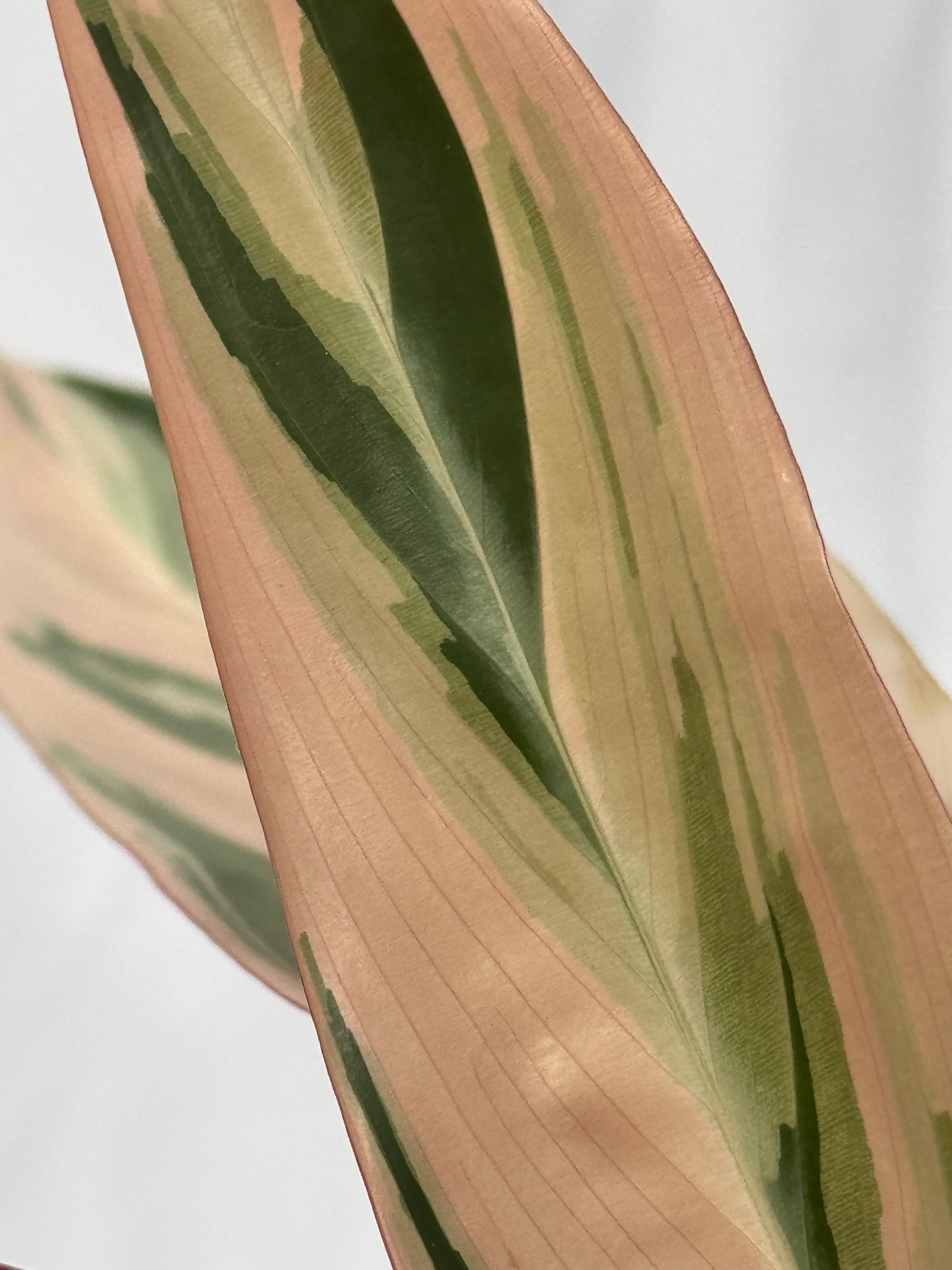Calathea triostar XL