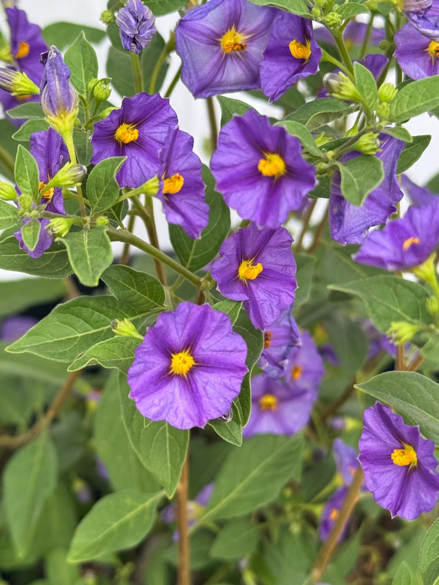 Solanum rantonetti