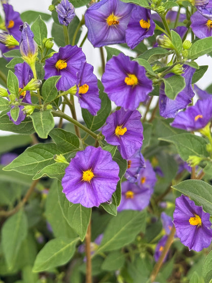 Solanum rantonetti