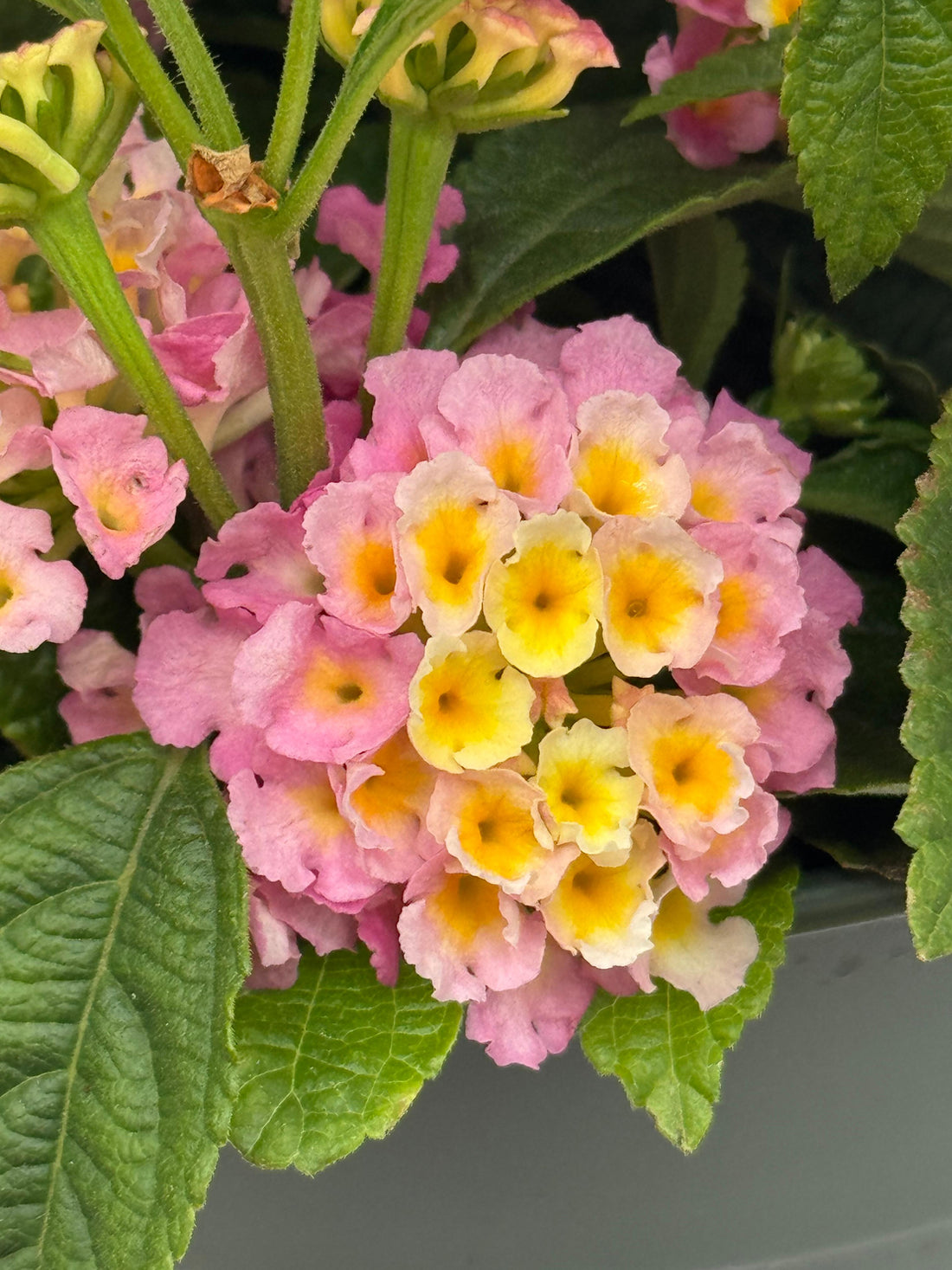 Lantana