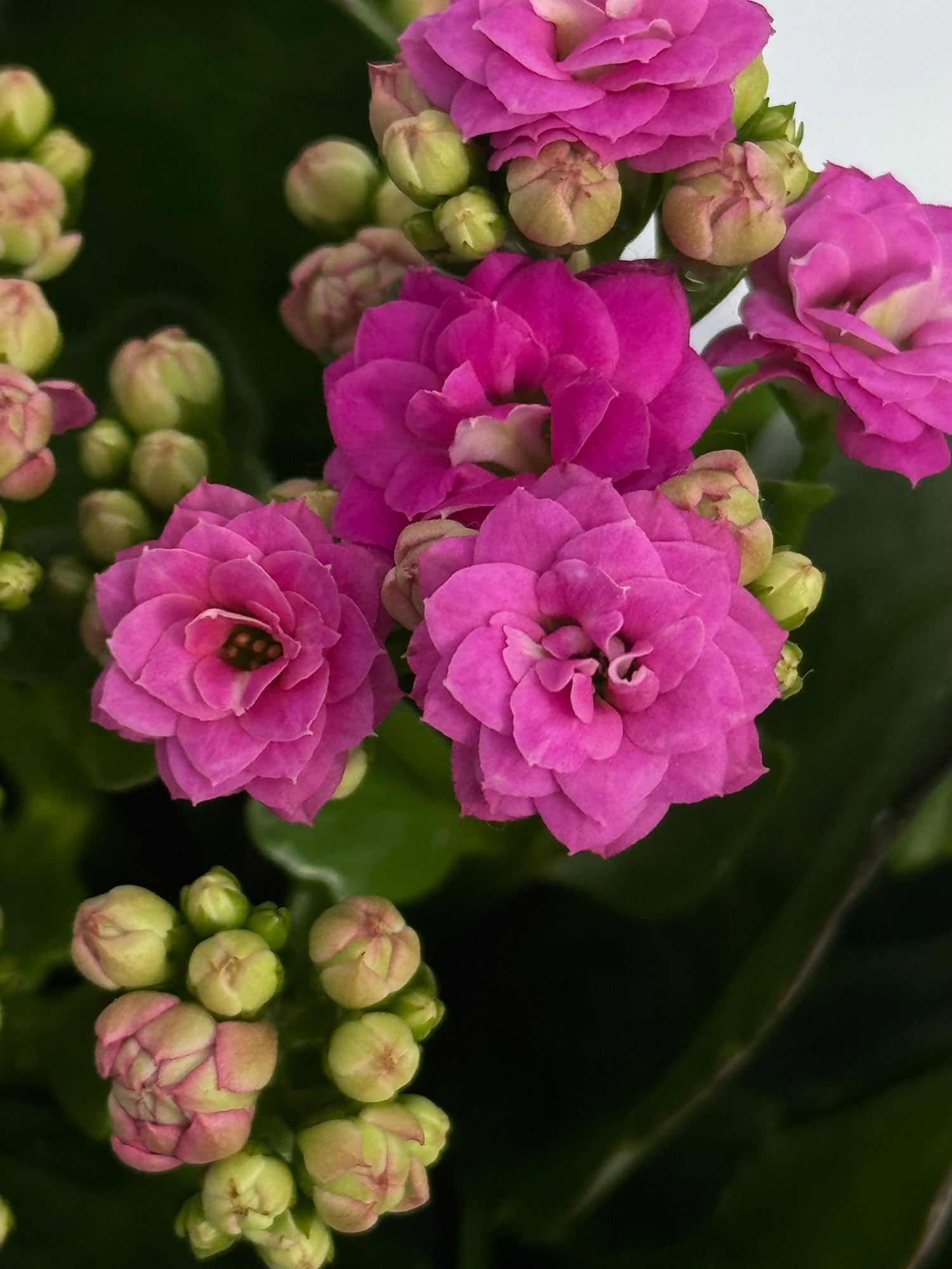 Kalanchoe