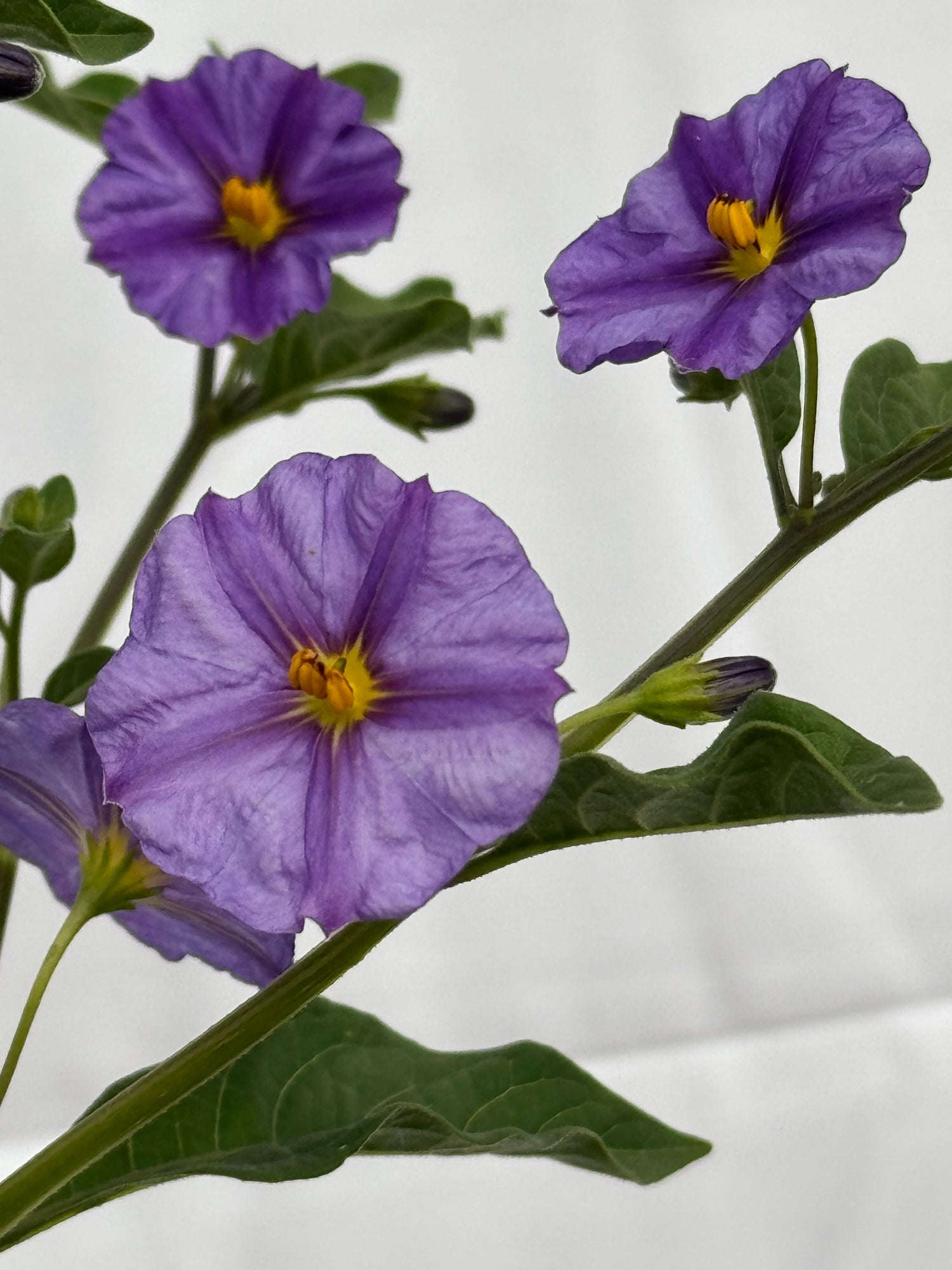 Solanum rantonetti