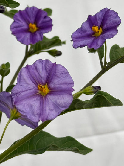Solanum rantonetti
