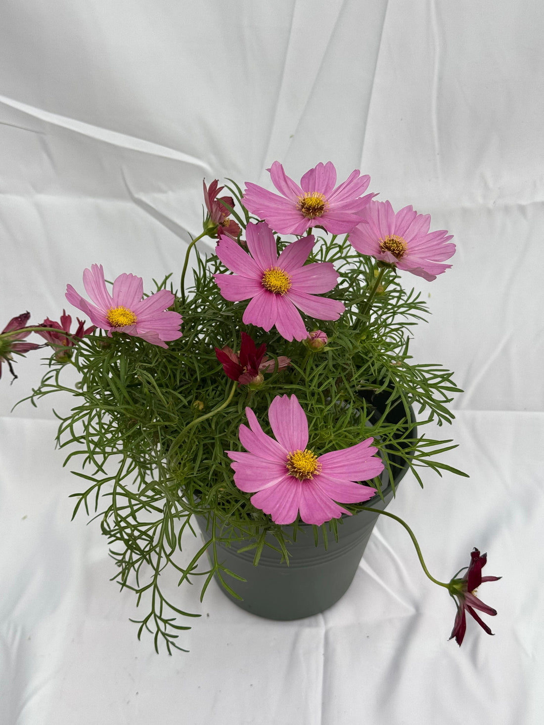 Cosmos