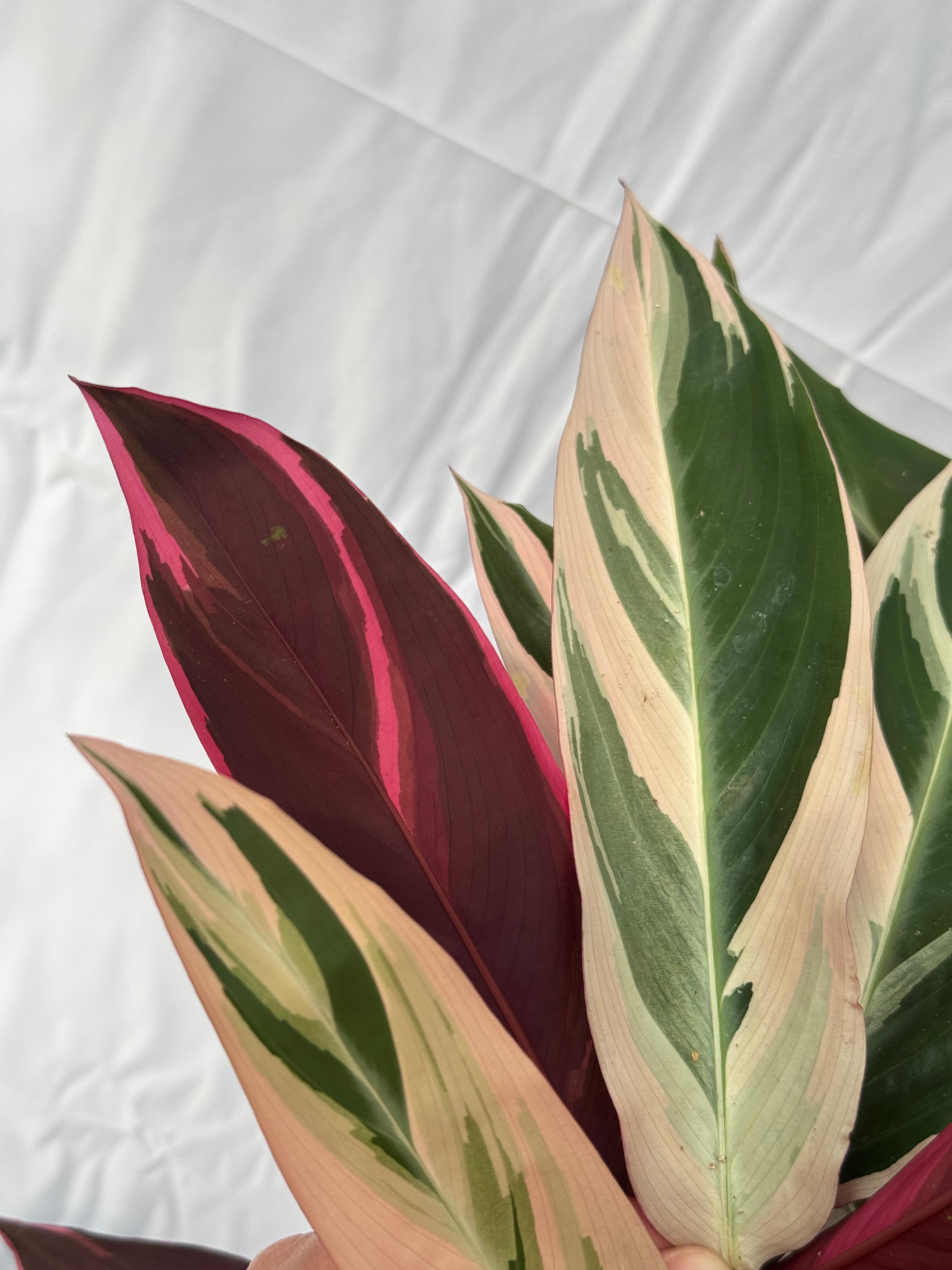 Calathea triostar XL