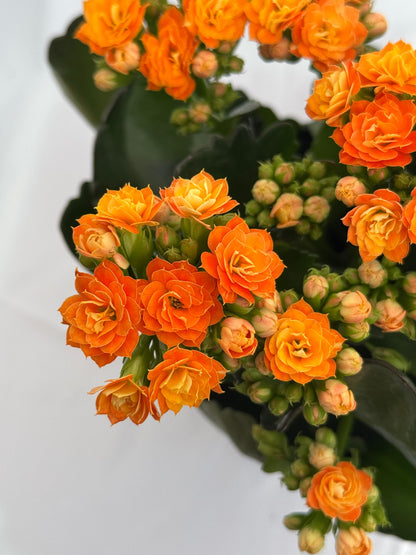 Kalanchoe