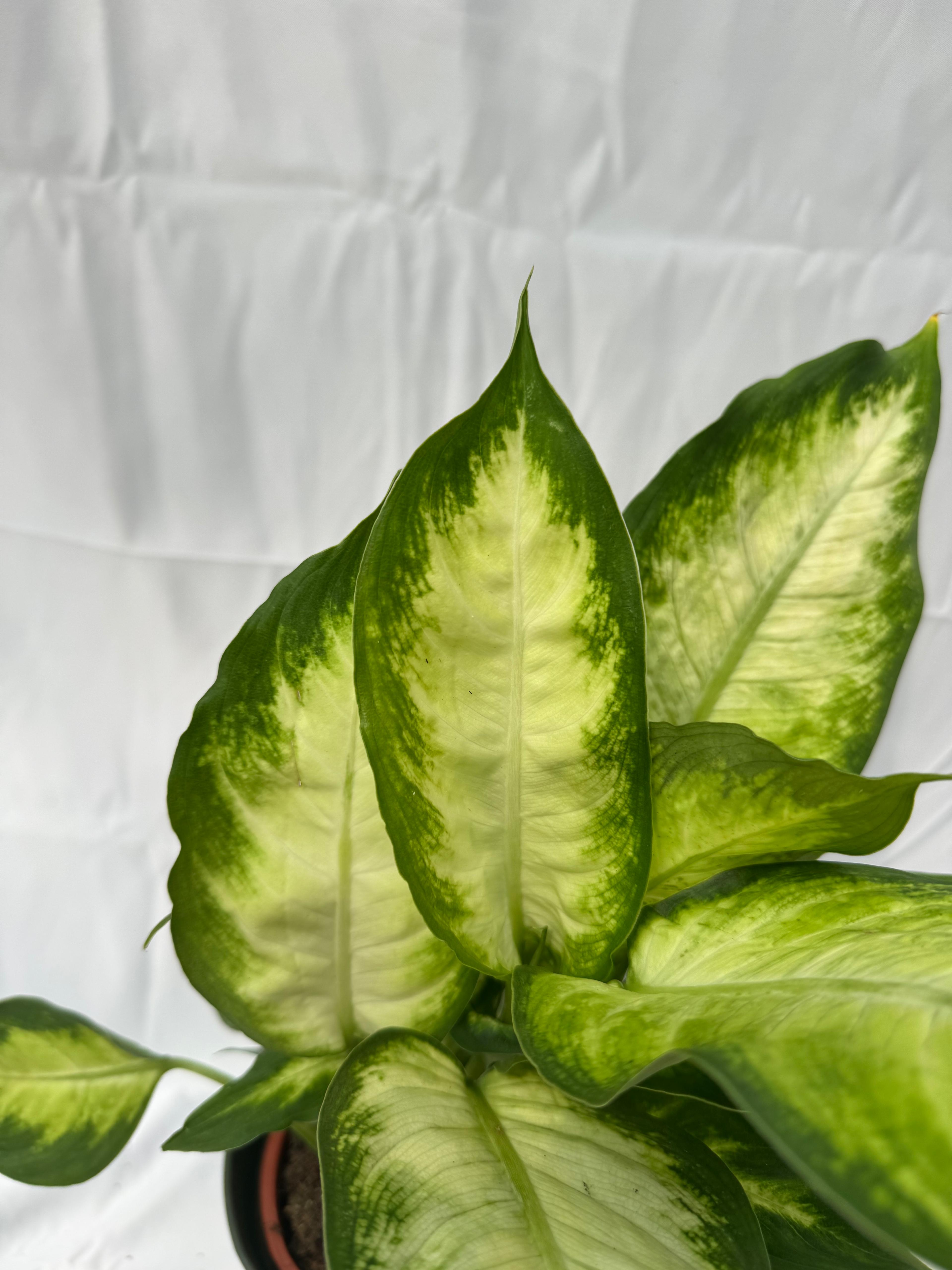 Dieffenbachia &quot;camille&quot;