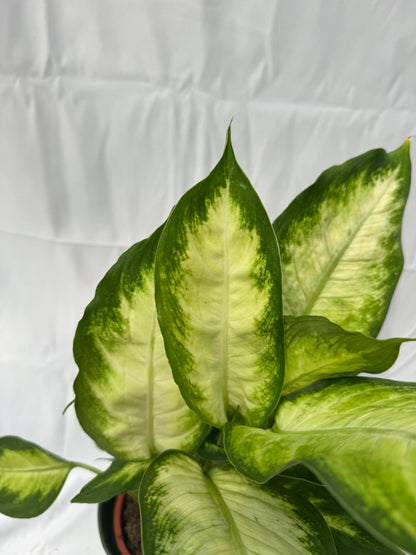 Dieffenbachia &quot;camille&quot;