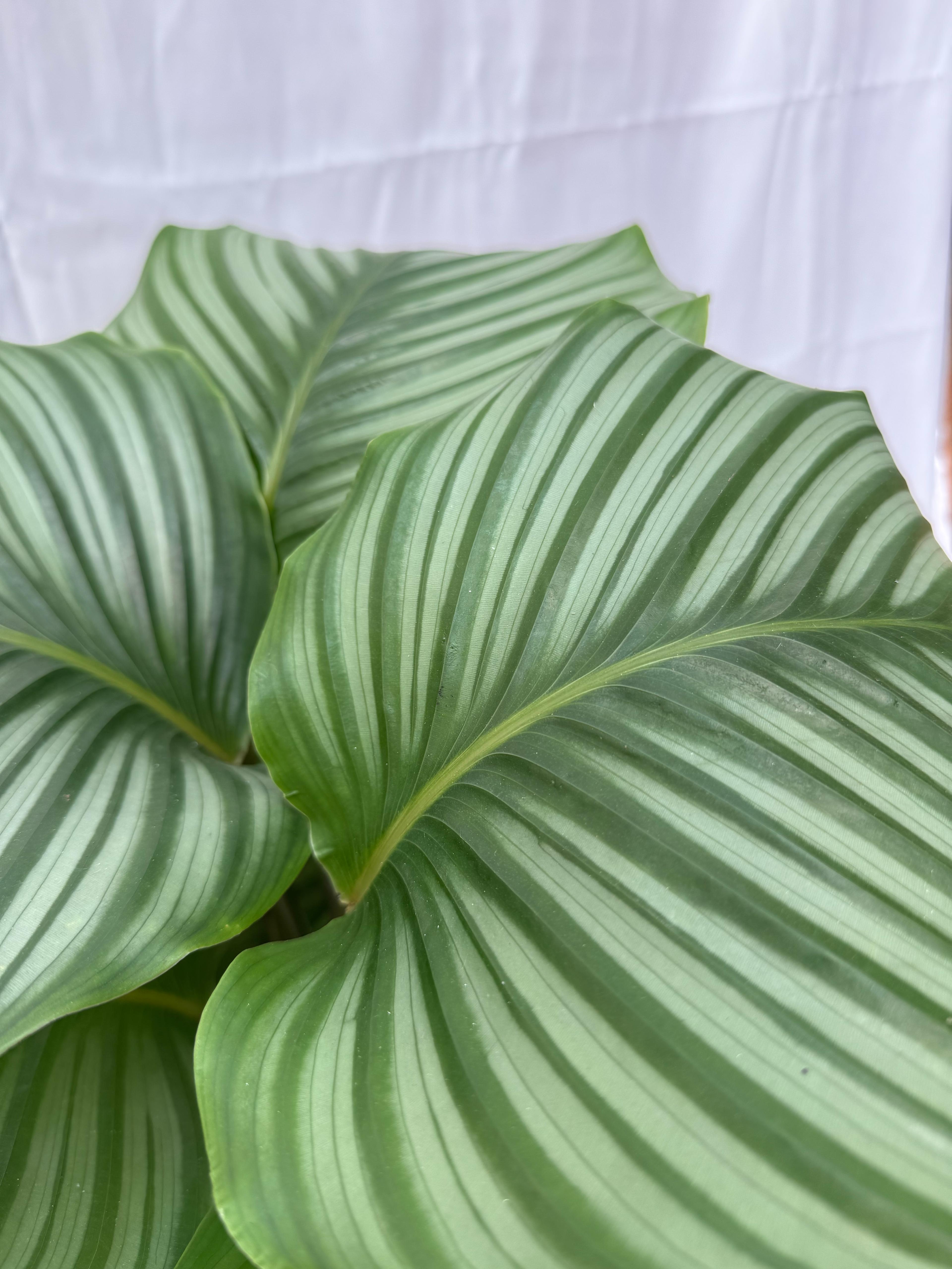 Calathea orbifolia