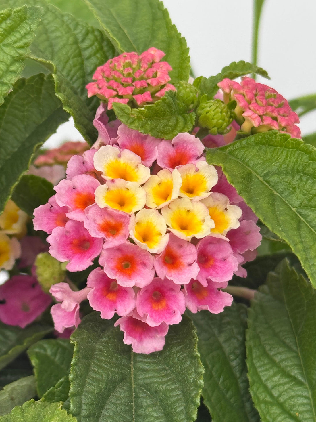 Lantana