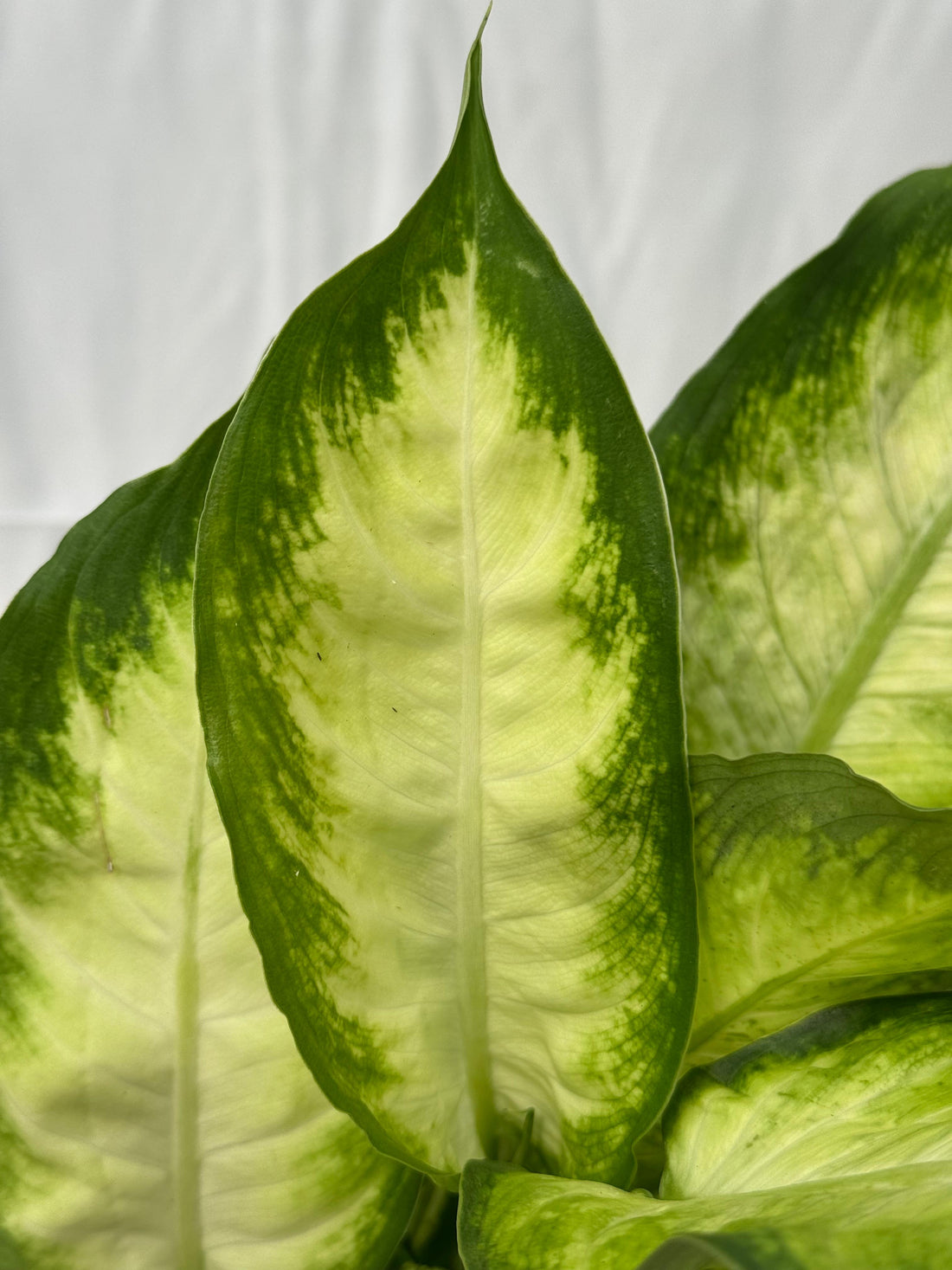 Dieffenbachia &quot;camille&quot;