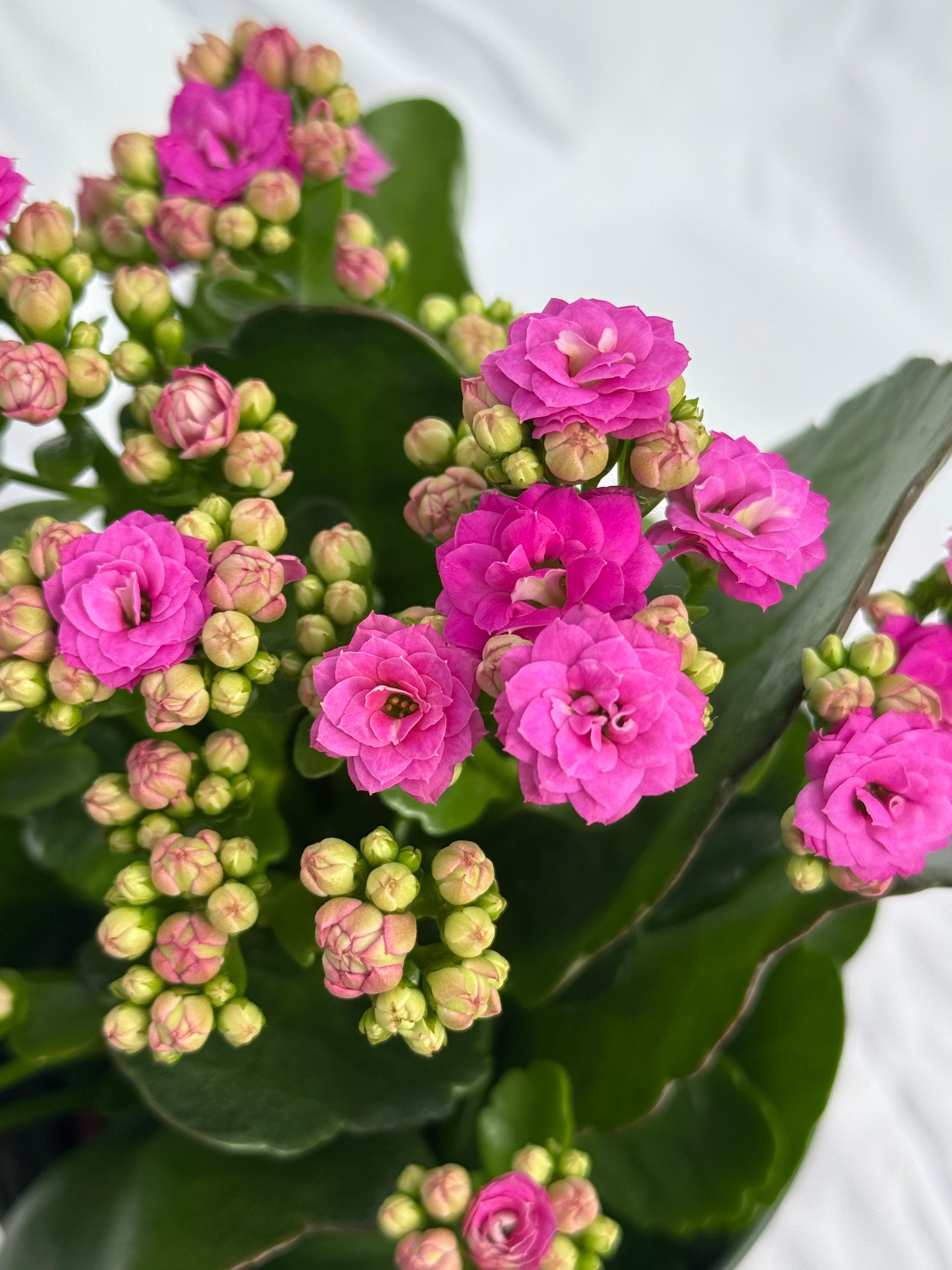 Kalanchoe