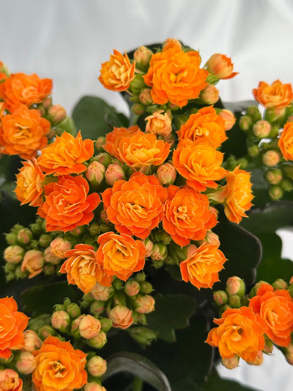 Kalanchoe