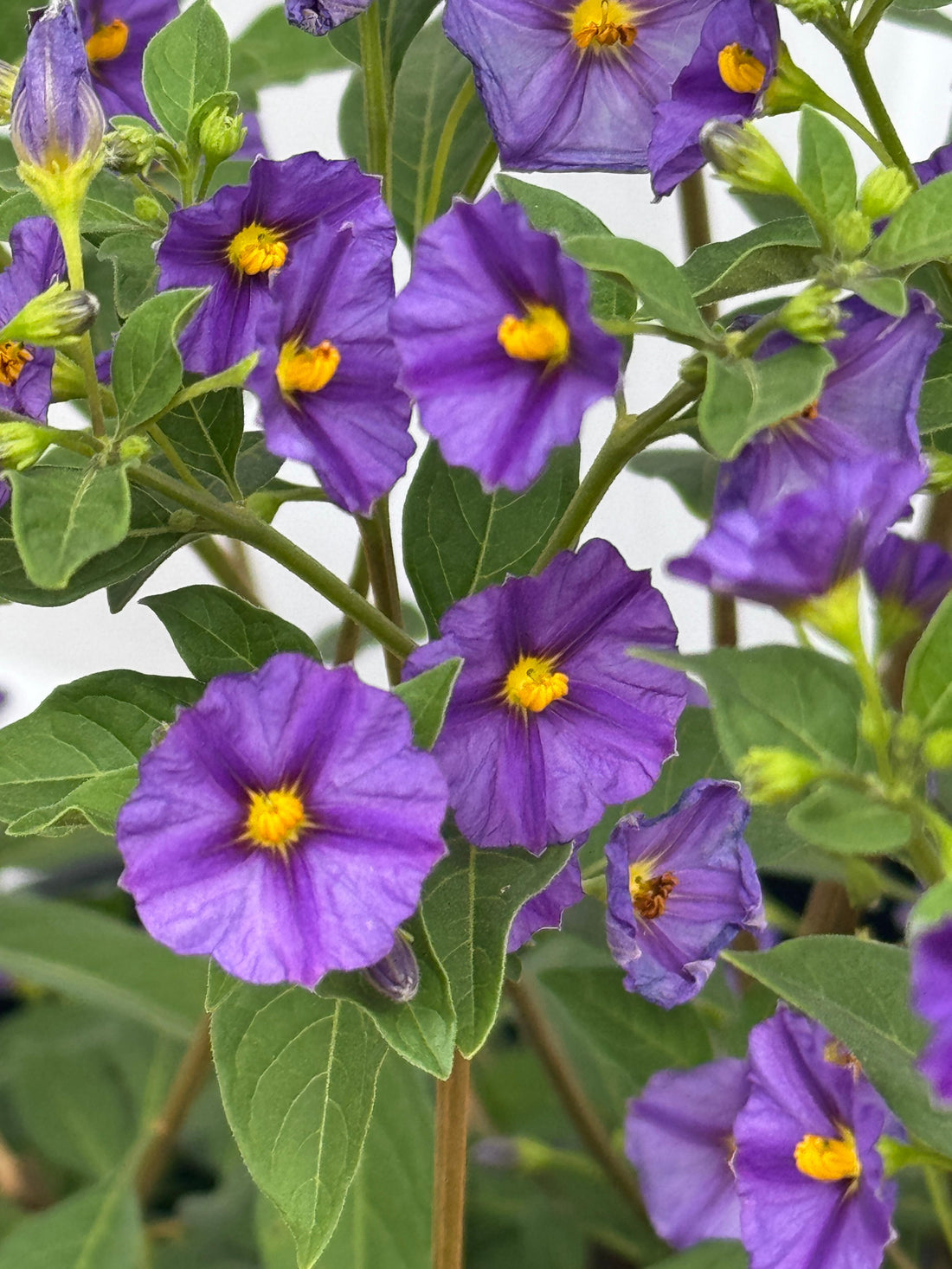 Solanum rantonetti