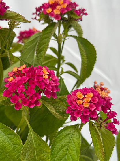 Lantana