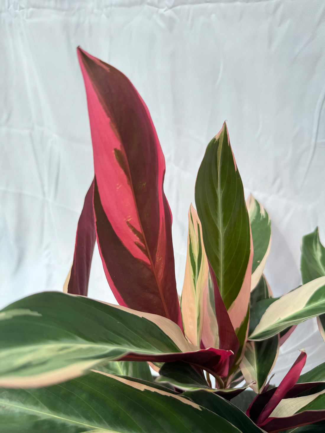 Calathea triostar XL
