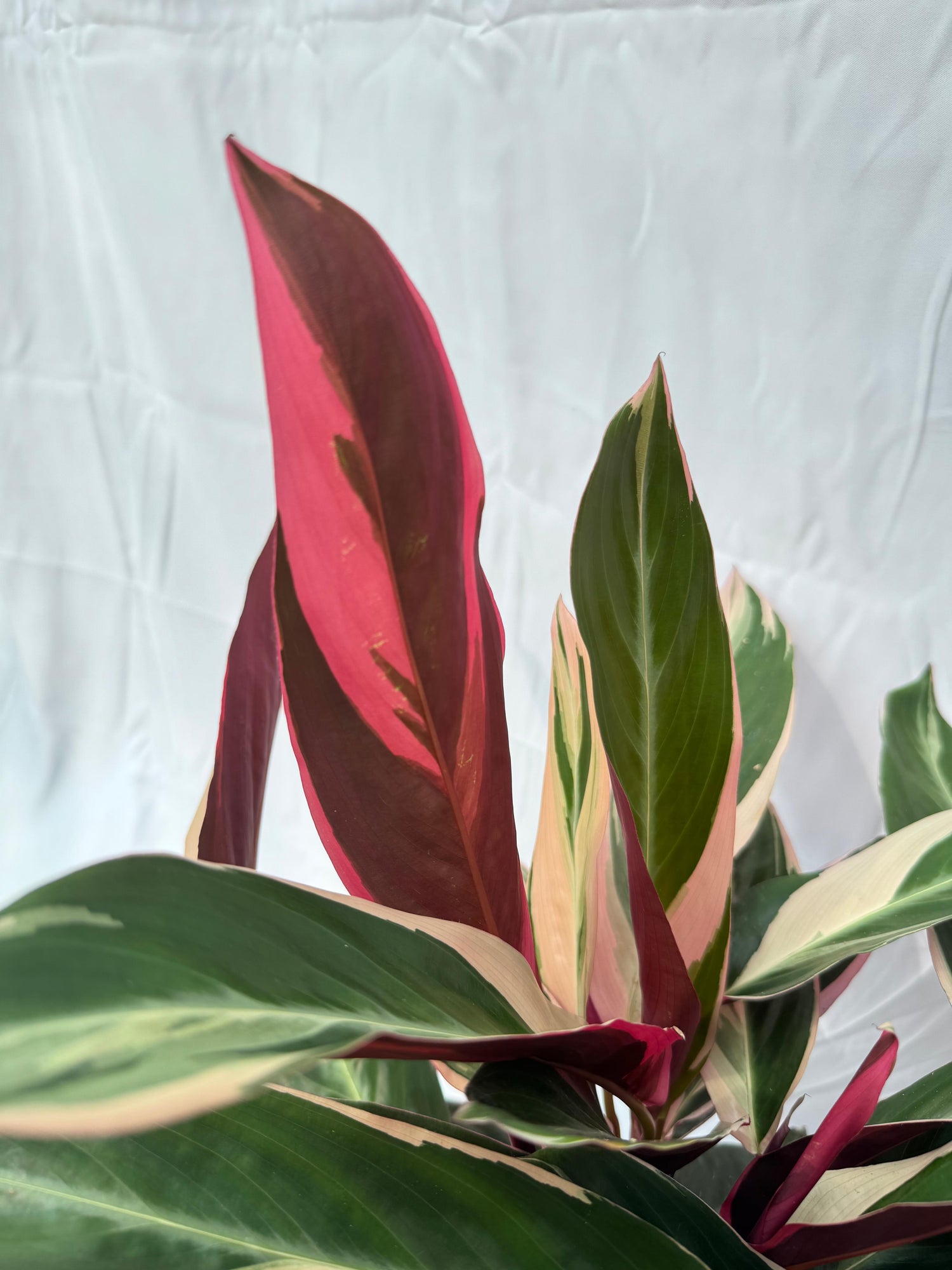 Calathea triostar XL