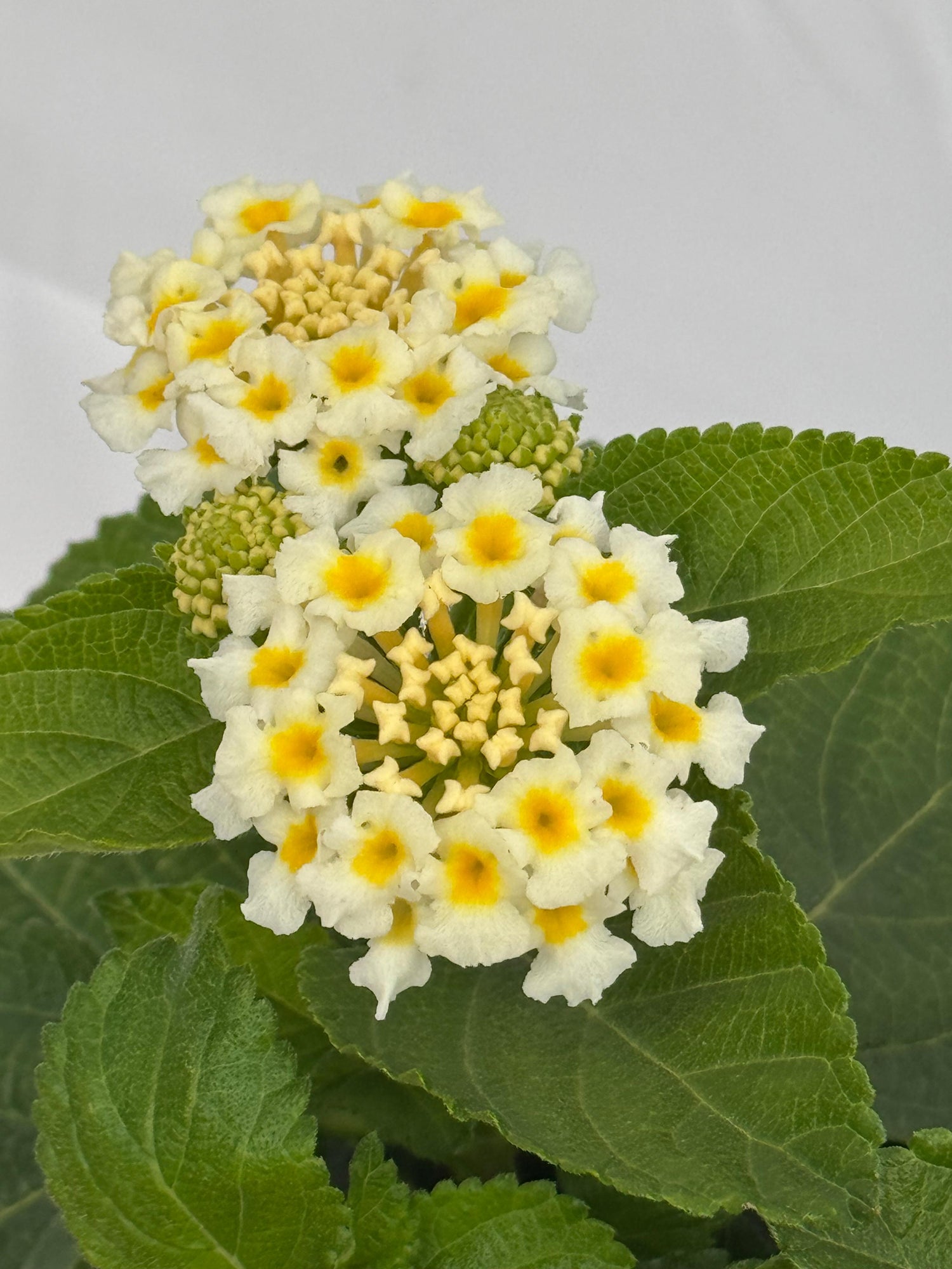 Lantana
